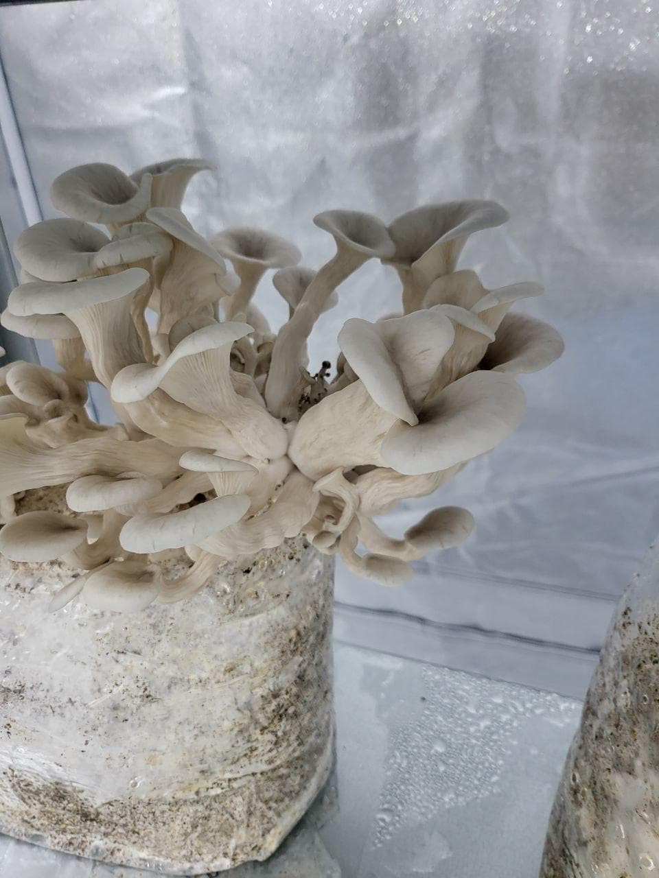 Premium medicinal mushrooms for retail