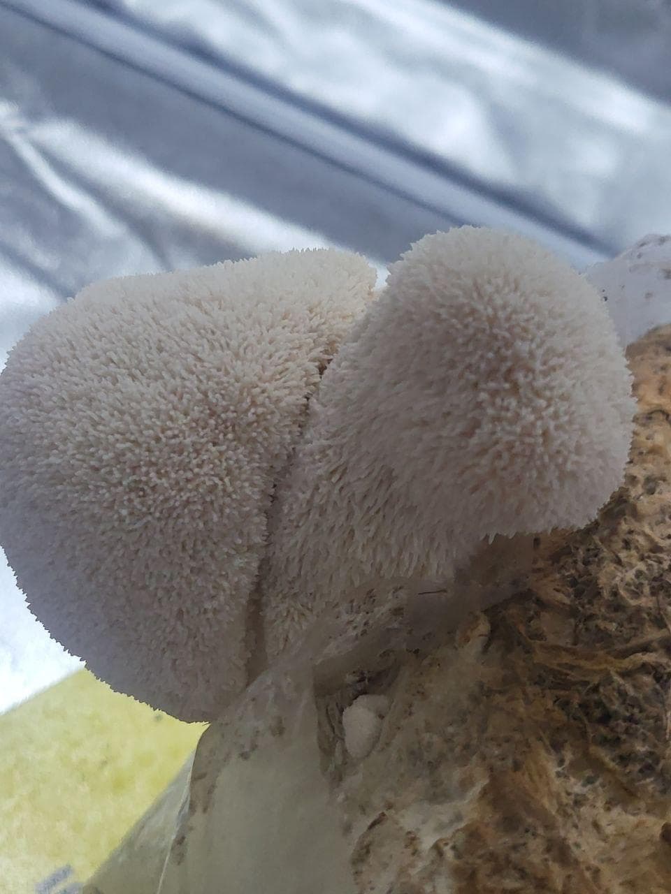 Lion's Mane Dried Slices (20g)