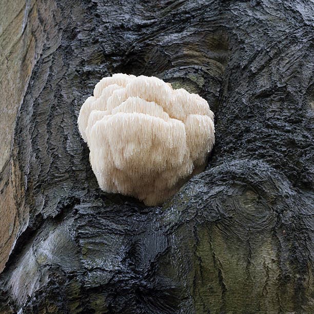 Lion's Mane Powder (50g)