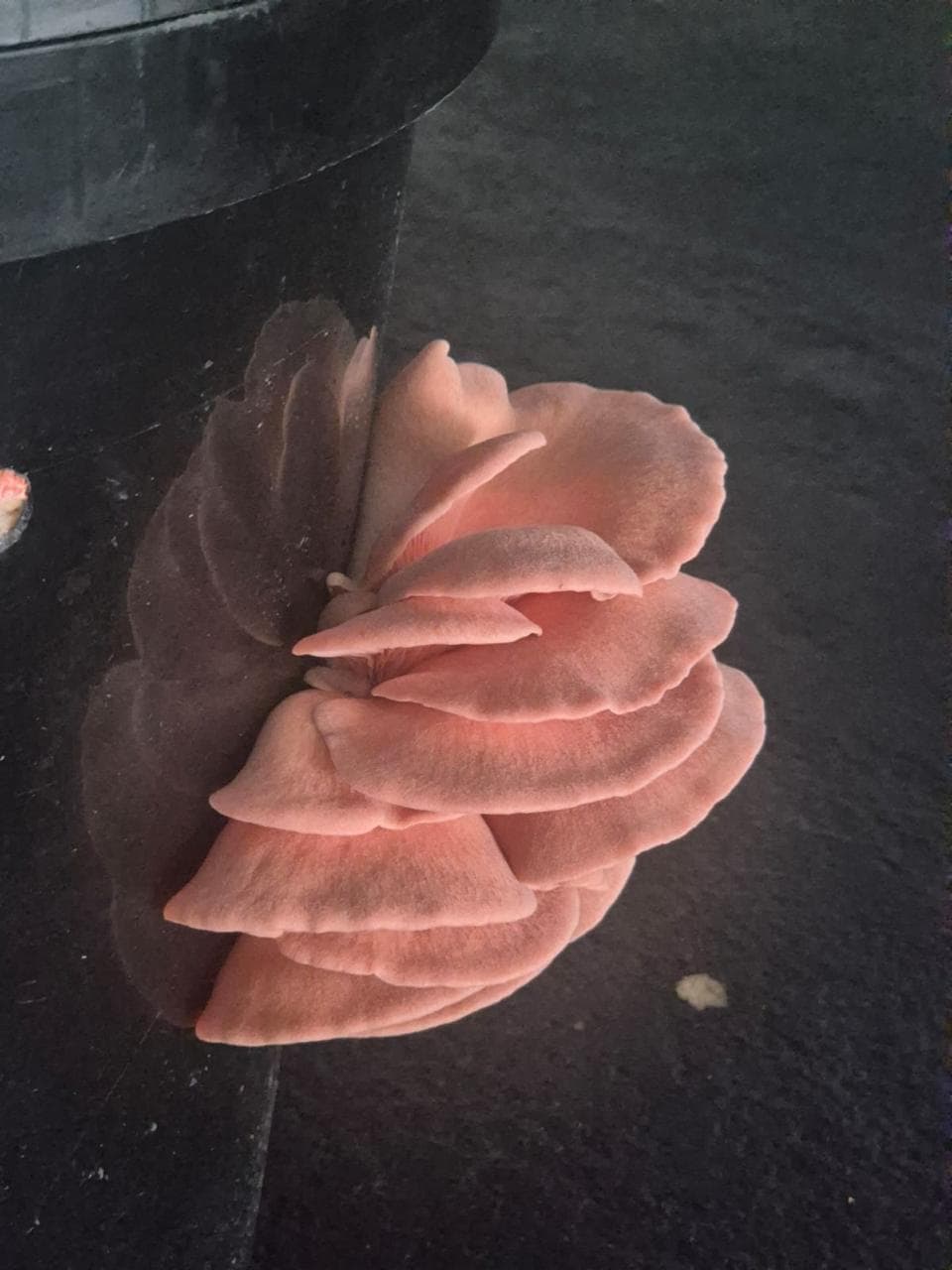 B2B wholesale mushroom partnerships